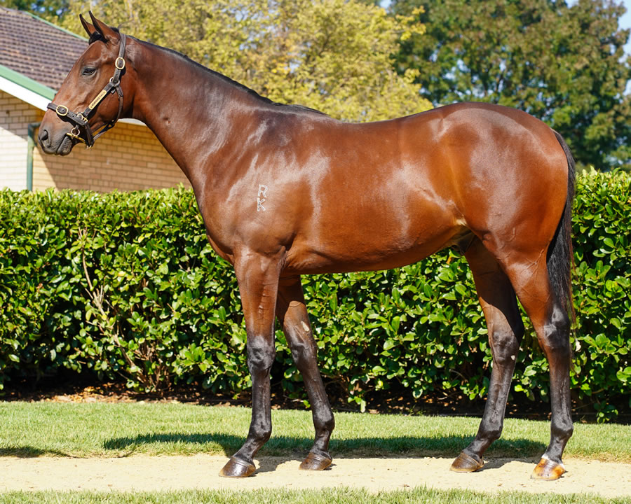 Newhaven Park - Australian Easter Yearling Sale Lot 284