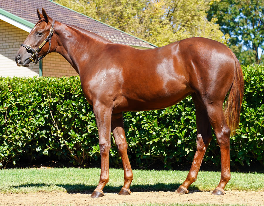 Newhaven Park - Australian Easter Yearling Sale Lot 311