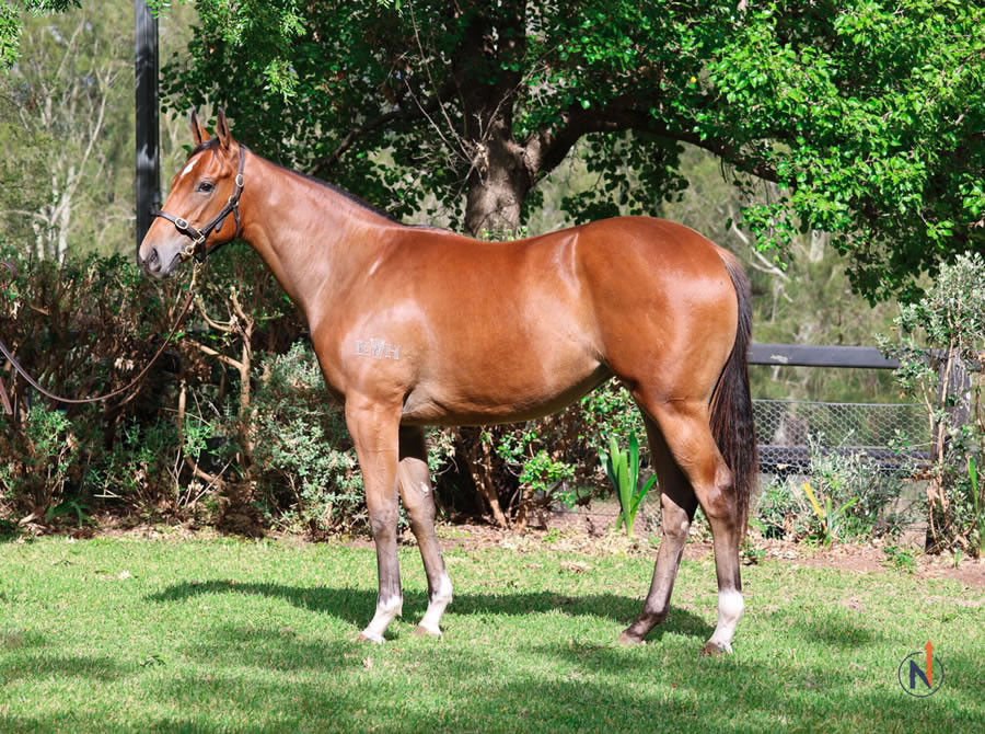 North - Australian Easter Yearling Sale Lot 376