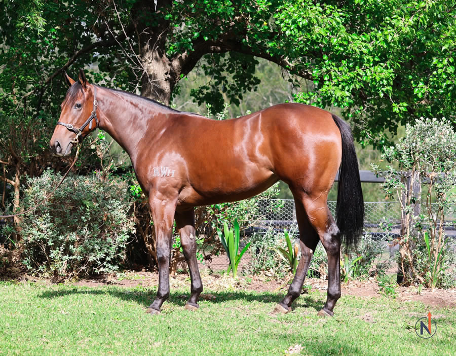 North - Australian Easter Yearling Sale Lot 378