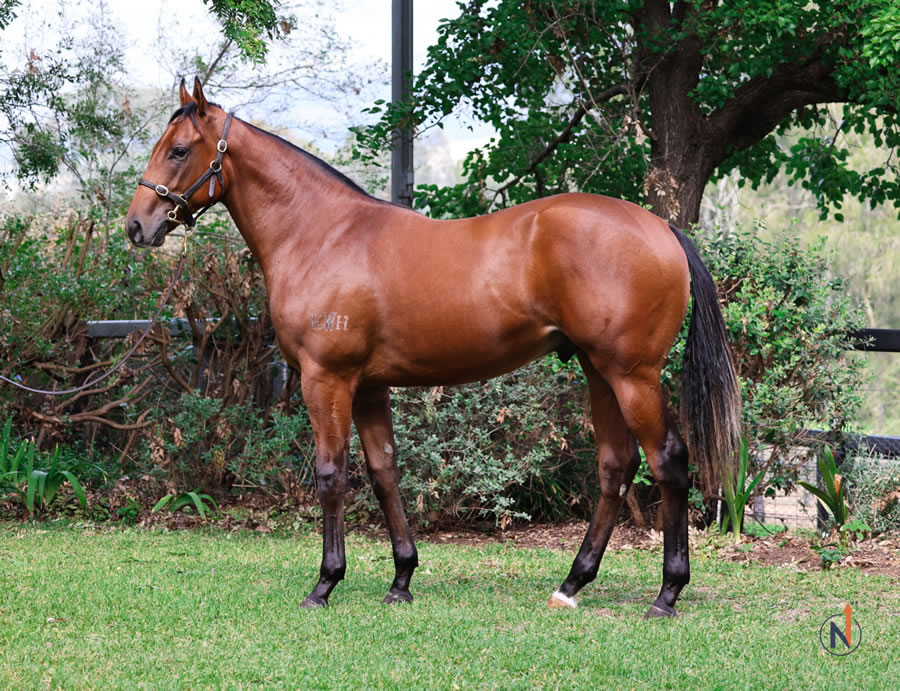 North - Australian Easter Yearling Sale Lot 386