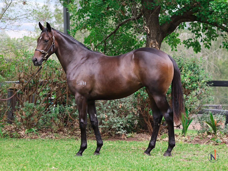 North - Australian Easter Yearling Sale Lot 393