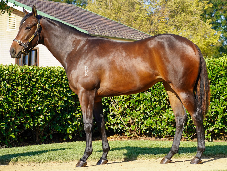 Newhaven Park - Australian Easter Yearling Sale Lot 400