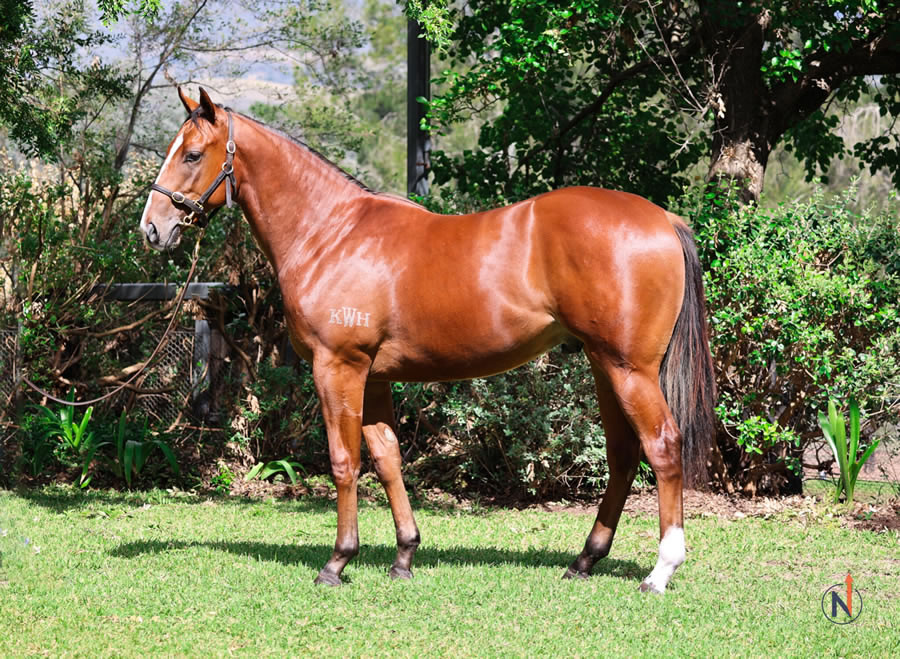 North - Australian Easter Yearling Sale Lot 409