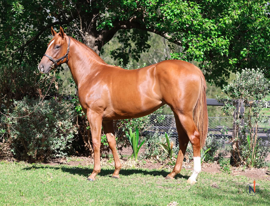 North - Australian Easter Yearling Sale Lot 41