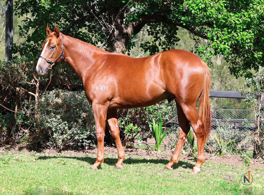 North - Australian Easter Yearling Sale Lot 413