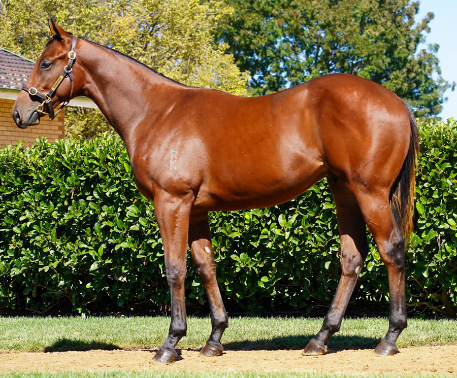 Newhaven Park - Australian Easter Yearling Sale Lot 414