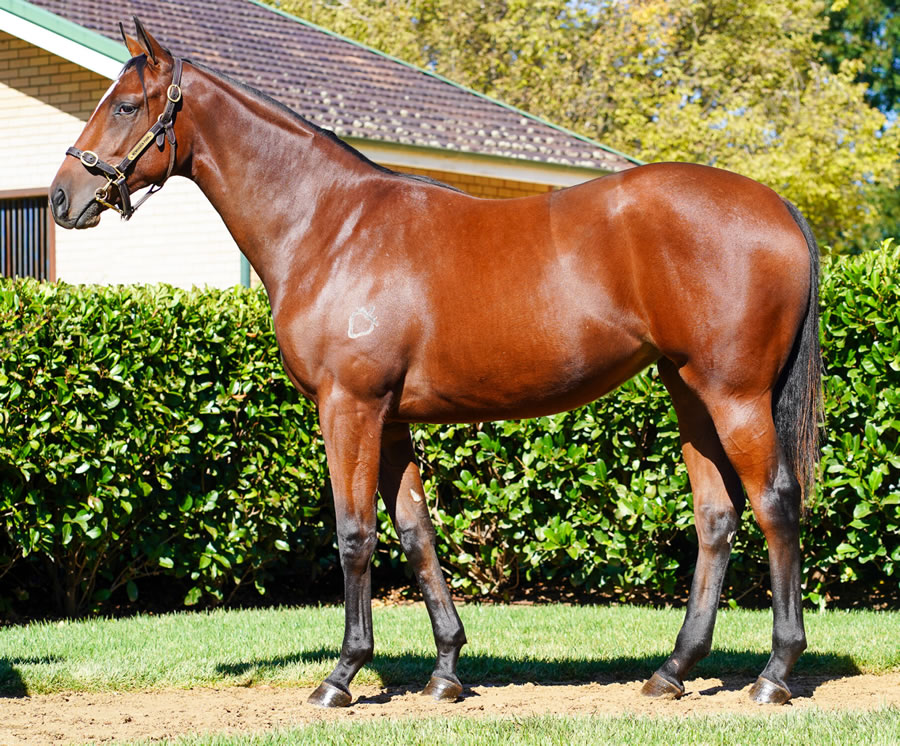 Newhaven Park - Australian Easter Yearling Sale Lot 482