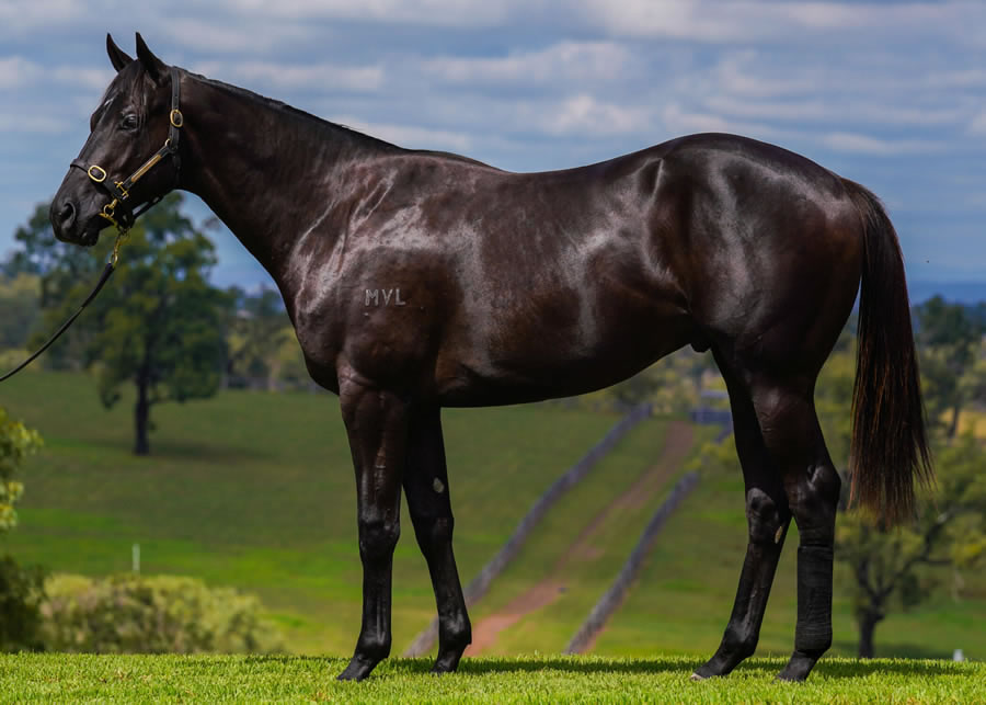 Middlebrook Valley Lodge - Australian Easter Yearling Sale Lot 5