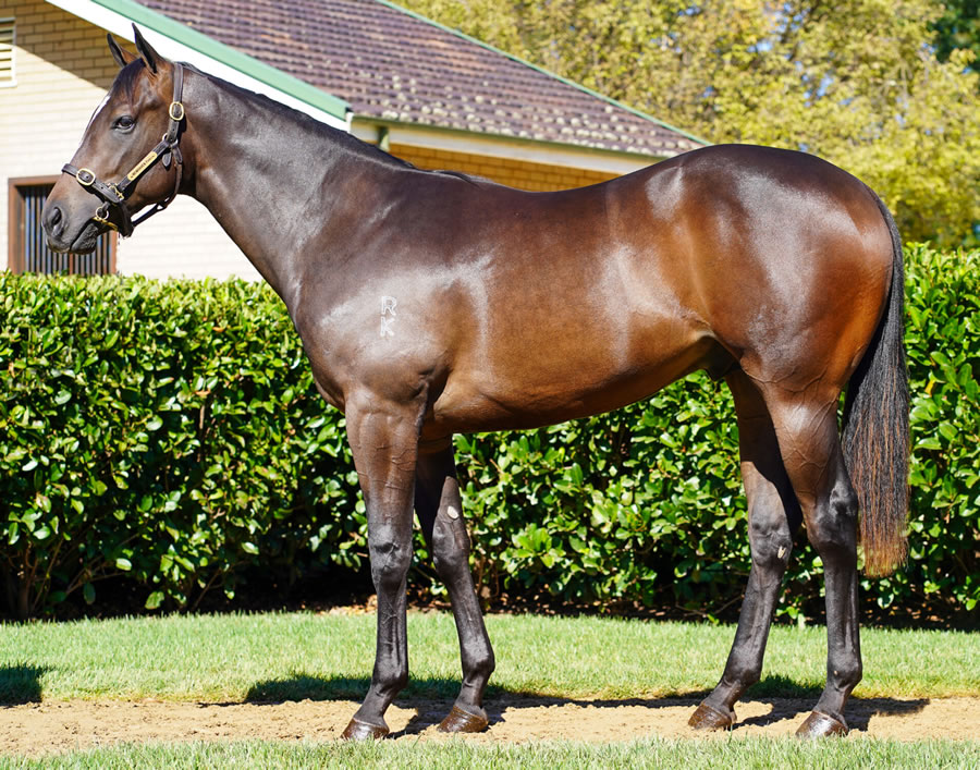 Newhaven Park - Australian Easter Yearling Sale Lot 9