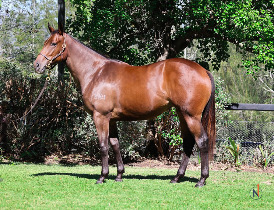 North - Australian Easter Yearling Sale Lot 97