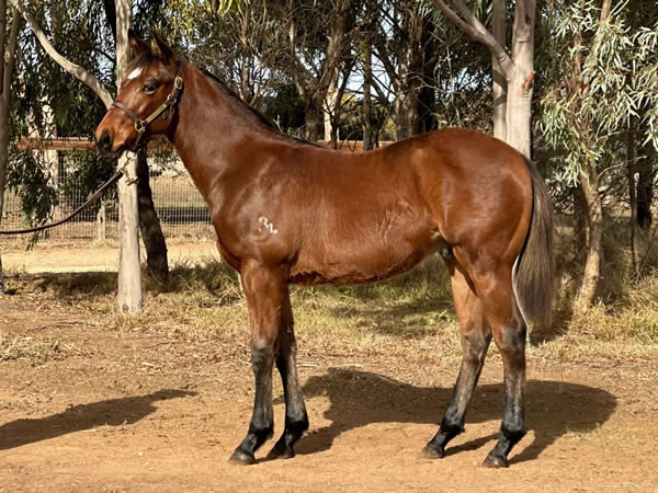 Rathmore Lodge - Great Southern Weanling Sale Lot 1