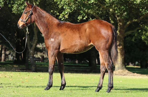 Rosemont Stud - Great Southern Weanling Sale Lot 100