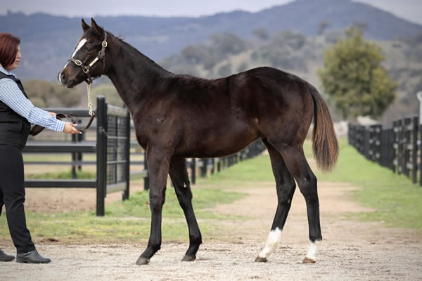 Crossley Thoroughbreds - Great Southern Weanling Sale Lot 104