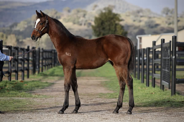 Crossley Thoroughbreds - Great Southern Weanling Sale Lot 108
