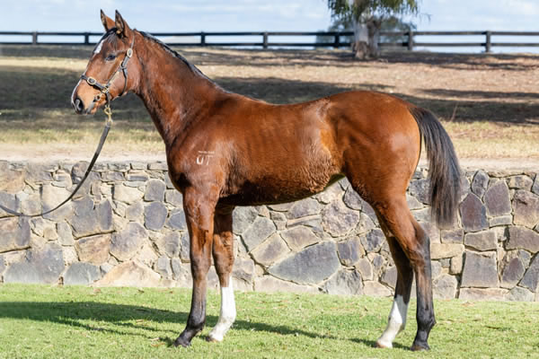 Twin Hills Stud - Great Southern Weanling Sale Lot 109
