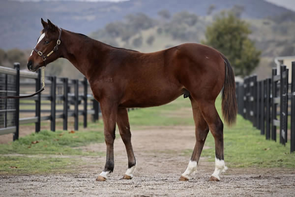 Crossley Thoroughbreds - Great Southern Weanling Sale Lot 114
