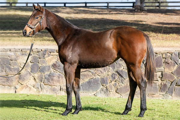 Twin Hills Stud - Great Southern Weanling Sale Lot 126