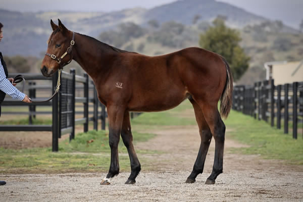 Crossley Thoroughbreds - Great Southern Weanling Sale Lot 128