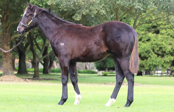 Rosemont Stud - Great Southern Weanling Sale Lot 13