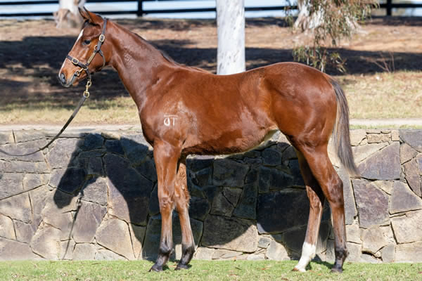 Twin Hills Stud - Great Southern Weanling Sale Lot 130