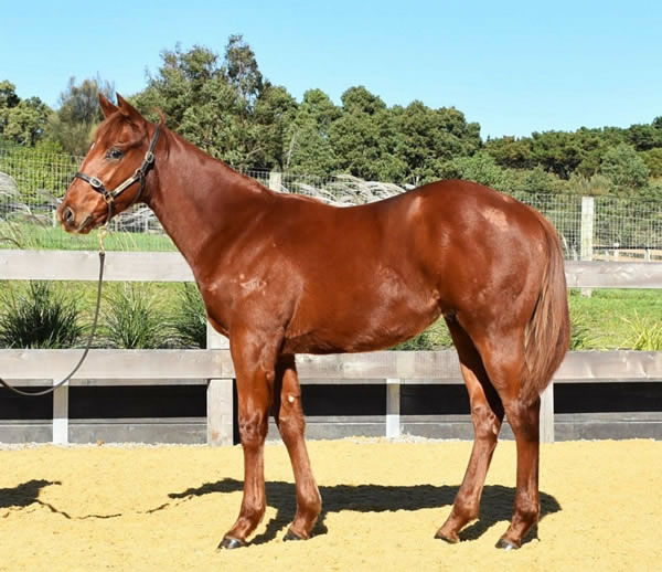 Two Bays Farm - Great Southern Weanling Sale Lot 138