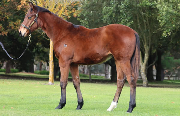 Rosemont Stud - Great Southern Weanling Sale Lot 157