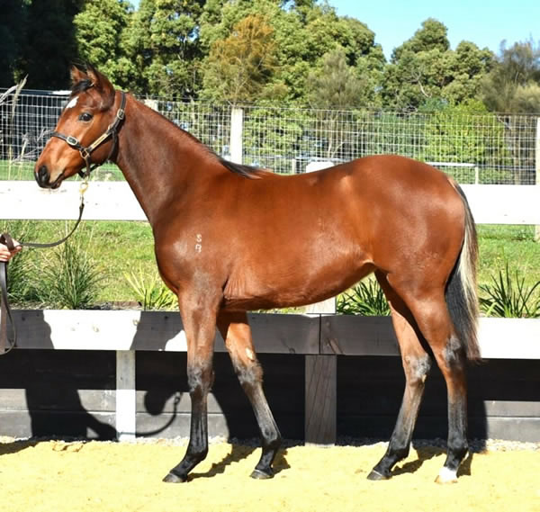 Two Bays Farm - Great Southern Weanling Sale Lot 160