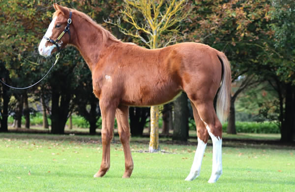 Rosemont Stud - Great Southern Weanling Sale Lot 168