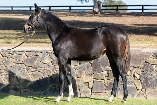 Twin Hills Stud - Great Southern Weanling Sale Lot 171
