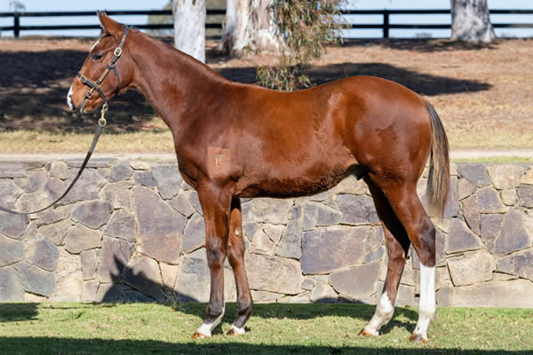 Twin Hills Stud - Great Southern Weanling Sale Lot 173