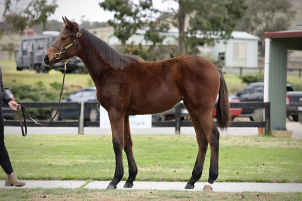 Crossley Thoroughbreds - Great Southern Weanling Sale Lot 176