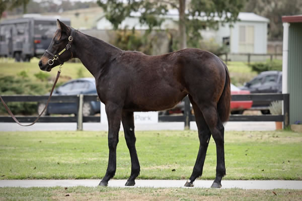 Crossley Thoroughbreds - Great Southern Weanling Sale Lot 181