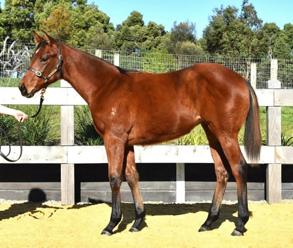 Two Bays Farm - Great Southern Weanling Sale Lot 198