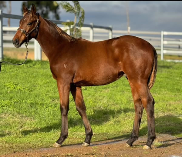 Rathmore Lodge - Great Southern Weanling Sale Lot 213