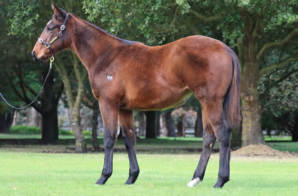 Rosemont Stud - Great Southern Weanling Sale Lot 222