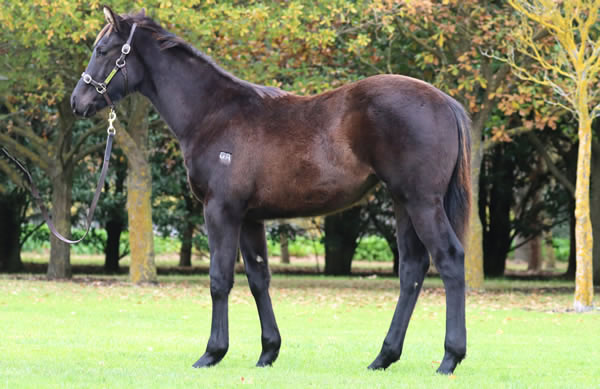 Rosemont Stud - Great Southern Weanling Sale Lot 223