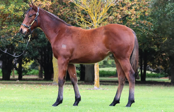 Rosemont Stud - Great Southern Weanling Sale Lot 235