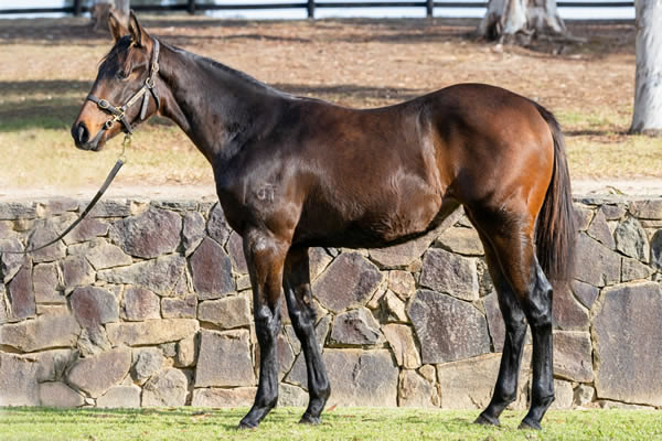 Twin Hills Stud - Great Southern Weanling Sale Lot 24