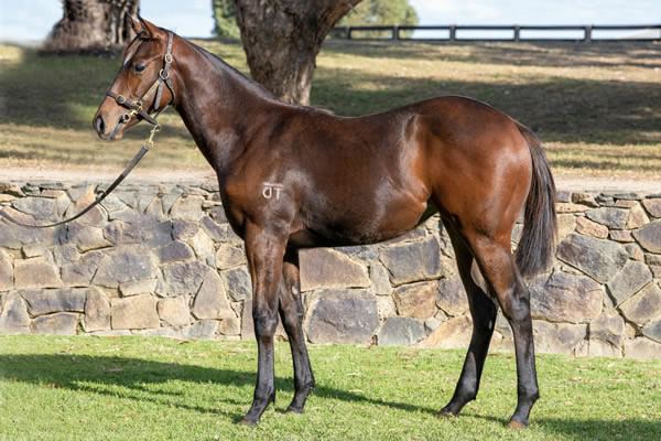 Twin Hills Stud - Great Southern Weanling Sale Lot 250
