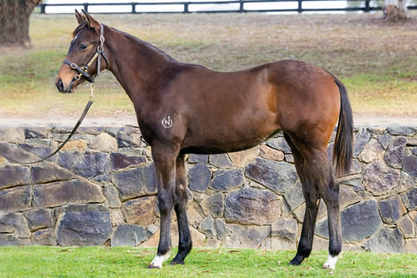 Twin Hills Stud - Great Southern Weanling Sale Lot 252