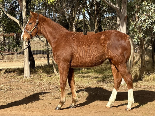 Rathmore Lodge - Great Southern Weanling Sale Lot 26