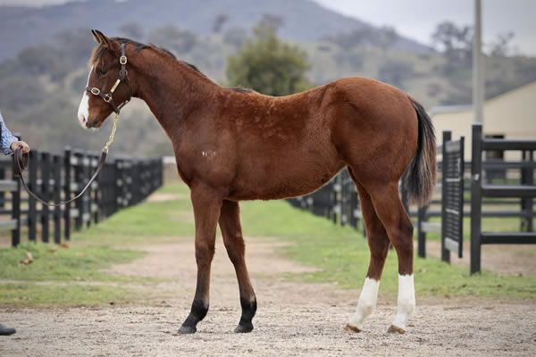 Crossley Thoroughbreds - Great Southern Weanling Sale Lot 265