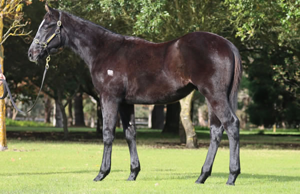 Rosemont Stud - Great Southern Weanling Sale Lot 266