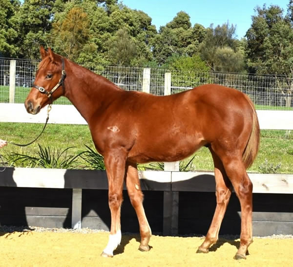 Two Bays Farm - Great Southern Weanling Sale Lot 270