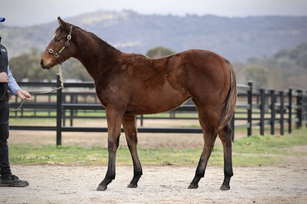 Crossley Thoroughbreds - Great Southern Weanling Sale Lot 276