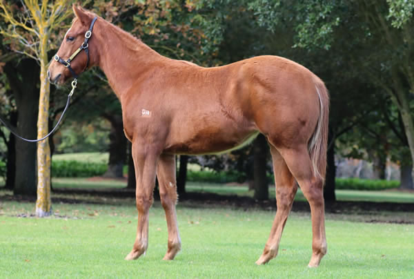 Rosemont Stud - Great Southern Weanling Sale Lot 279