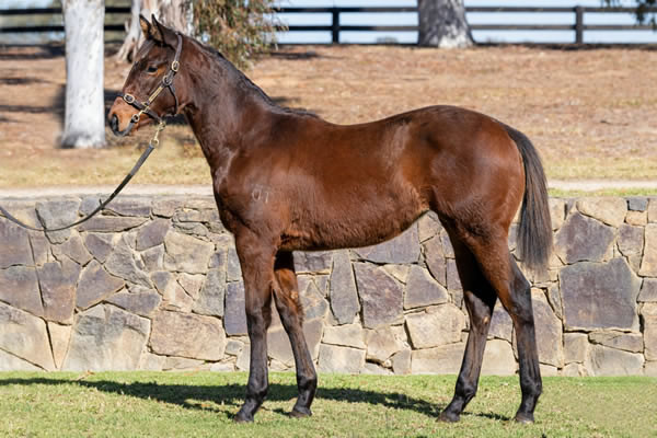 Twin Hills Stud - Great Southern Weanling Sale Lot 288