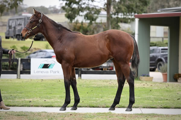 Crossley Thoroughbreds - Great Southern Weanling Sale Lot 29