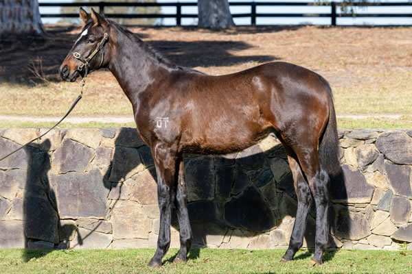 Twin Hills Stud - Great Southern Weanling Sale Lot 299